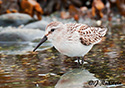 Calidris mauri